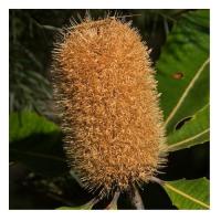 Banksia robur