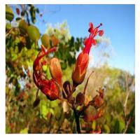 Bauhinia bush