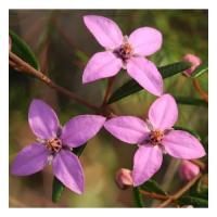 Boronia