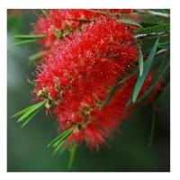 Bottlebrush