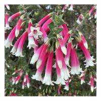 Bush fuchsia