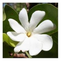 Bush gardenia