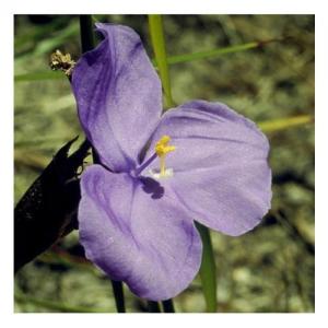Bush iris