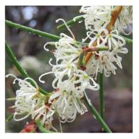 Dagger hakea