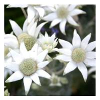 Flannel flower