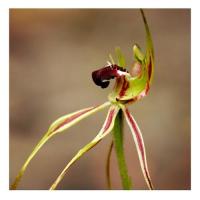 Green spider orchid