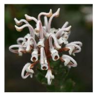 Grey spider flower