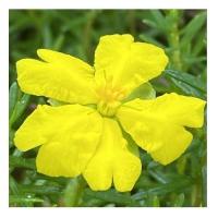 Hibbertia