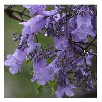 Jacaranda