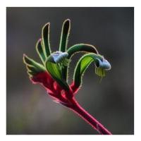 Kangaroo paw