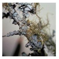 Lichen