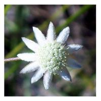 Little flannel flower