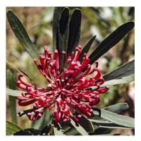 Monga waratah