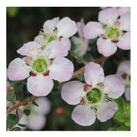 Peach flowered tea tree