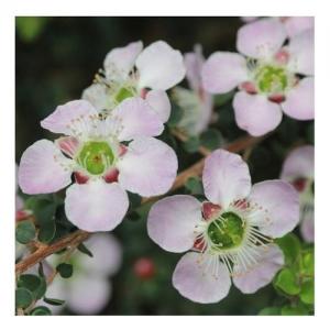 Peach Flowered Tea Tree