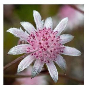 Pink flannel flower