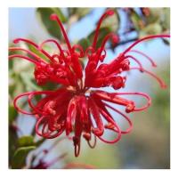 Red grevillea