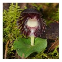 Red helmet orchid