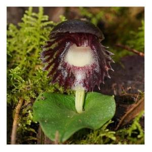 Red Helmet Orchid