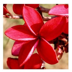 Red suva frangipani