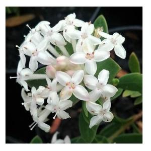 Slender rice flower