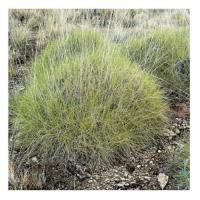 Spinifex