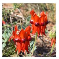 Sturt desert pea