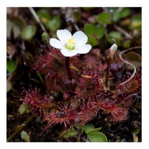 Sundew