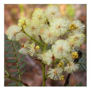 Sunshine Wattle