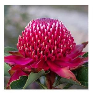 Waratah