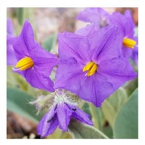 Wild Potato Bush