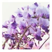 Wisteria