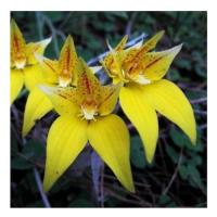 Yellow cowslip orchid