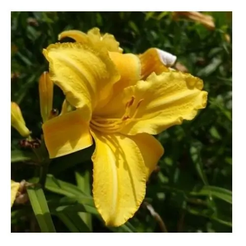 Élixirs floraux Californiens