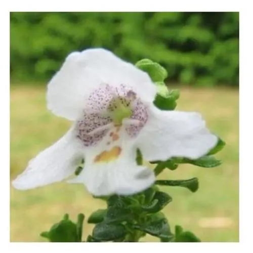 Alpine Mint Bush