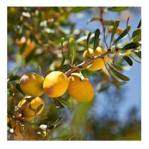 Huile d'argan