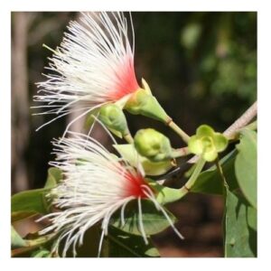 Billy Goat Plum