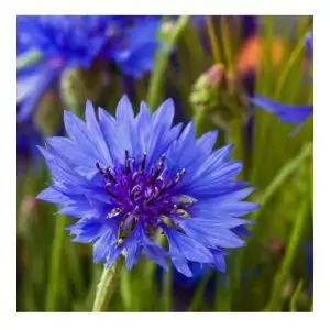 Eau de Bleuet