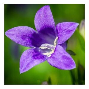 Bluebell