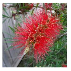 Bottlebrush