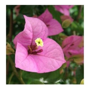 Bougainvillea
