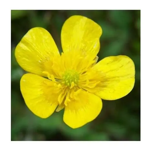 Bouton d'Or
