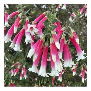 Bush Fuchsia