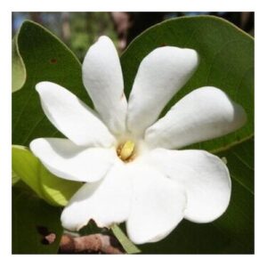 Bush Gardenia