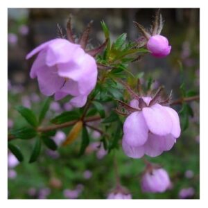Dog Rose