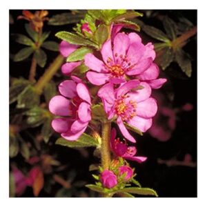 Dog Rose of the Wild Forces