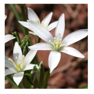 Étoile de Bethléem