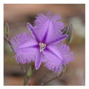 Fringed Violet