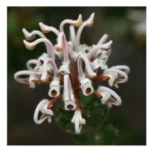 Grey Spider Flower
