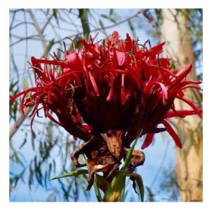Gymea Lily